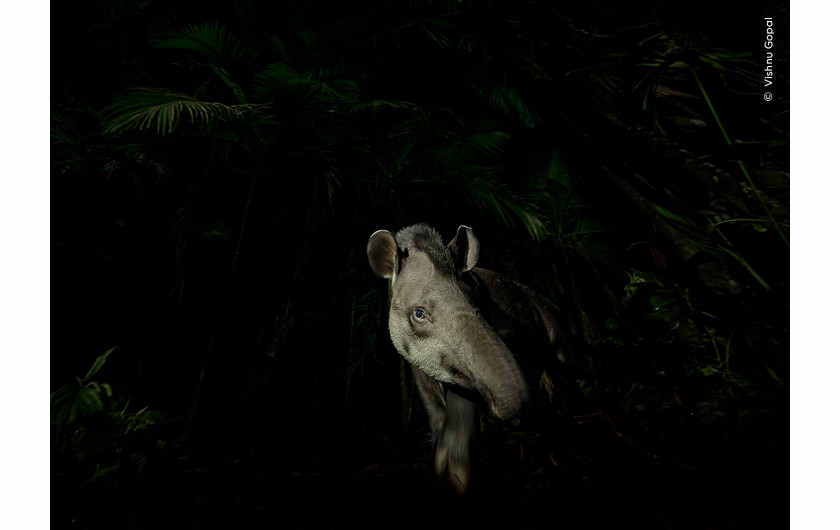 “Face of the forest”, fot. Vishnu Gopal, Indie 
Zwycięzca w kategorii “Animal Portraits”
Vishnu Gopal sfotografował moment, w którym tapir amerykański ostrożnie wychodzi z bagnistego brazylijskiego lasu deszczowego.  Po znalezieniu tropów kopyt na leśnej ścieżce w pobliżu swojego obozowiska, Vishnu czekał w pobliżu. Godzinę później pojawił się tapir. Używając długiej ekspozycji i światła latarki, Vishnu sfotografował odwróconą w bok głowę tapira, gdy ten wyłaniał się z lasu.  Tapiry amerykańskie żyją w lesie, żywią się owocami i inną roślinnością, a przez to działają jako rozsiewacze nasion. Ta ważna relacja jest zagrożona przez utratę siedlisk, nielegalne polowania i kolizje drogowe.  
Lokalizacja: Tapiraí, São Paulo, Brazylia  
Szczegóły techniczne: Nikon D850 + Nikkor AF-S 14-24 mm f/2.8G ED przy 14 mm; 1/30 s; f/6.3; ISO 1600; latarka
