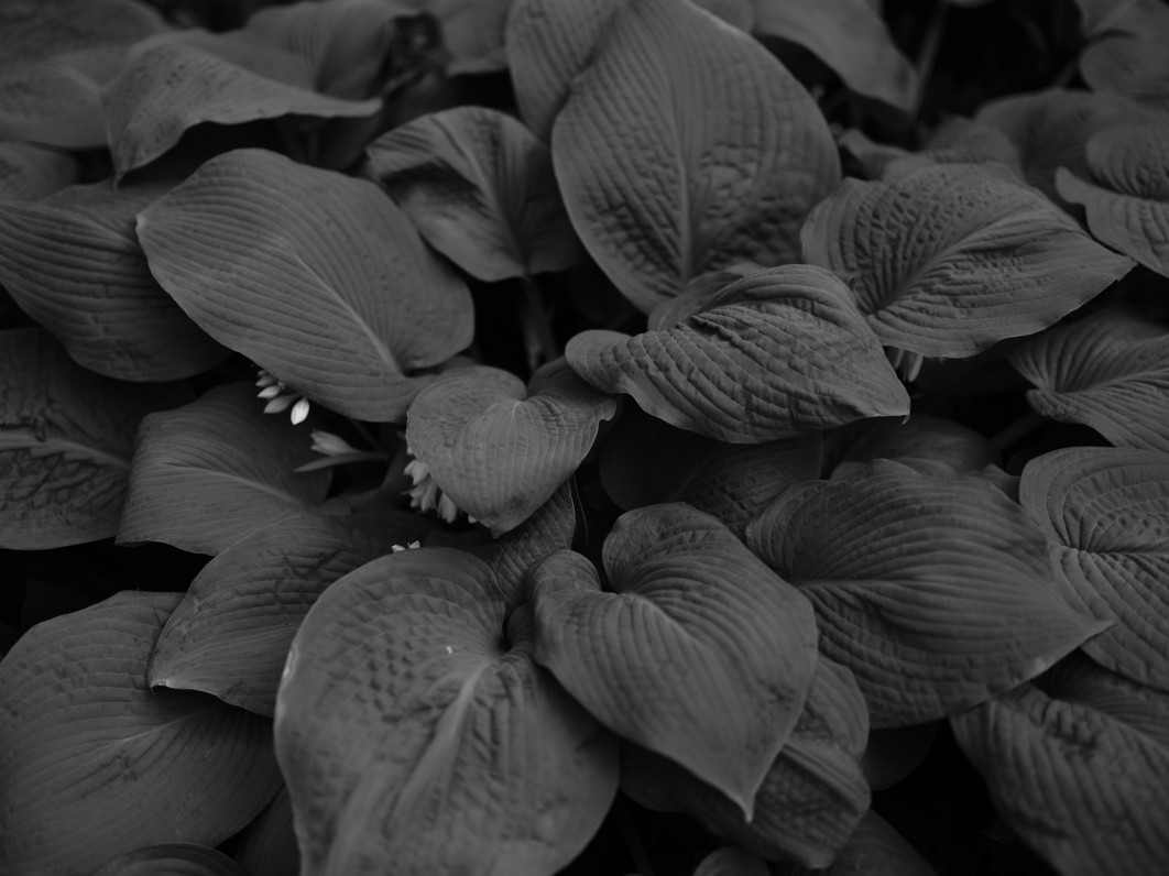 1/450 s, f/1.7, ISO 80, 55 mm, tryb Acros