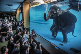 fot. Adam Oswell, "Elephant in the Room", nagroda w kat. Photojournalism / Wildlife Photographer of the Year 2021<br></br><br></br>Chociaż ten występ był promowany jako edukacyjny i miał być dla słonia zabawą, Adam był zaniepokojony tą sceną. Organizacje zajmujące się dobrostanem słoni w niewoli postrzegają takie występy jako wyzysk, ponieważ zachęcają one zwierzęta do nienaturalnych zachowań.<br></br><br></br>W Tajlandii aktualnie więcej słoni przebywa w niewoli niż na wolności. Pandemia Covid-19 spowodowała upadek międzynarodowej turystyki, co doprowadziło do tego, że sanktuaria słoni zostały przytłoczone zwierzętami, którymi nie mogą się już opiekować ich właściciele.