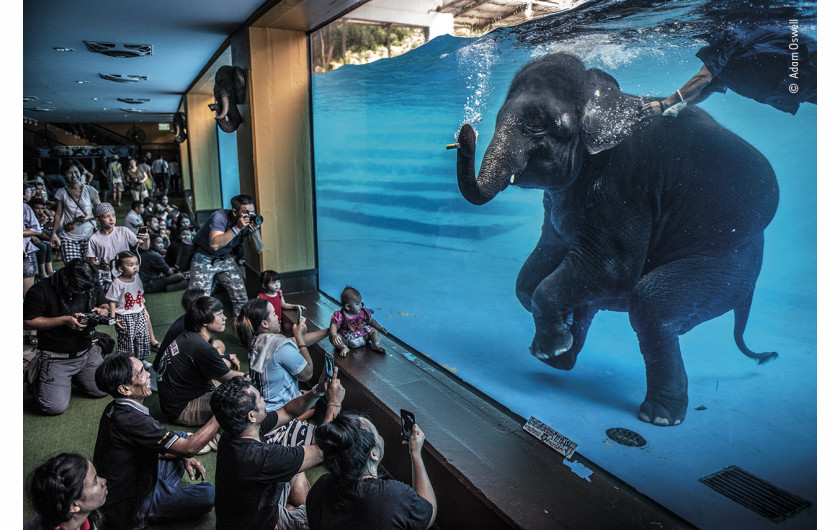 fot. Adam Oswell, Elephant in the Room, nagroda w kat. Photojournalism / Wildlife Photographer of the Year 2021Chociaż ten występ był promowany jako edukacyjny i miał być dla słonia zabawą, Adam był zaniepokojony tą sceną. Organizacje zajmujące się dobrostanem słoni w niewoli postrzegają takie występy jako wyzysk, ponieważ zachęcają one zwierzęta do nienaturalnych zachowań.W Tajlandii aktualnie więcej słoni przebywa w niewoli niż na wolności. Pandemia Covid-19 spowodowała upadek międzynarodowej turystyki, co doprowadziło do tego, że sanktuaria słoni zostały przytłoczone zwierzętami, którymi nie mogą się już opiekować ich właściciele.