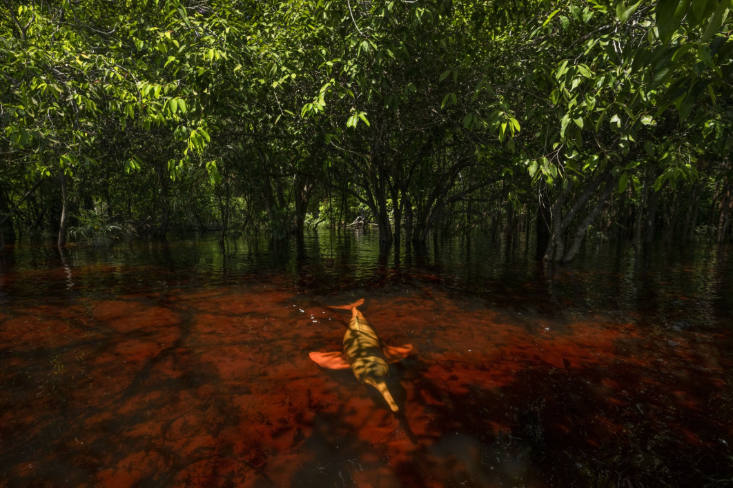<strong>Dolphins of the Forest, fot. Thomas Peschak, Niemcy/RPA,
Zwycięzca w kategorii: Photojournalist Story Award, Wildlife Photographer of the Year 2024</strong><br/>
Delfin amazoński jest jednym z dwóch gatunków delfinów słodkowodnych żyjących w dorzeczach Amazonki i Orinoko. Tylko ten gatunek ewoluował, aby penetrować sezonowo zalewane siedliska leśne.
Relacje amazońskich delfinów rzecznych z ludźmi są złożone. Tradycyjne amazońskie wierzenia utrzymują, że delfiny mogą przybierać ludzką postać i są zarówno czczone, jak i budzą strach. Inni postrzegają je jako złodziei, które kradną ryby z sieci i powinno się je zabijać.
Thomas wykonał to zdjęcia w miejscu, w których lokalne społeczności stwarzają turystom okazje do spotkania z delfinami. Wiąże się to z kolejnymi problemami: kiedy delfiny są karmione przez ludzi, chorują, a młodsze osobniki nie uczą się samodzielnie polować.
<br/>
Sprzęt: Nikon Z9 + 14-30 mm f/4; 16 mm, 1/320 s, f/6.3, ISO 1250