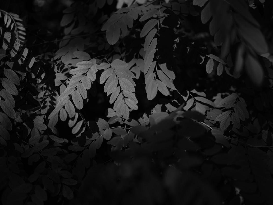 1/2400 s, f/1.7, ISO 80, 55 mm, tryb Acros