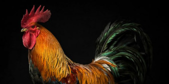 Kury sfotografowane jak ludzie