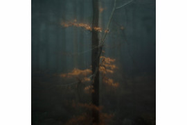 fot. Taida Tarabuła, "Deep Into", 1. miejsce w podkategorii Trees profesjonalnej kategorii Nature.

Seria zdjęć natury mająca obrazować wewnętrzne przeżycia autorki.