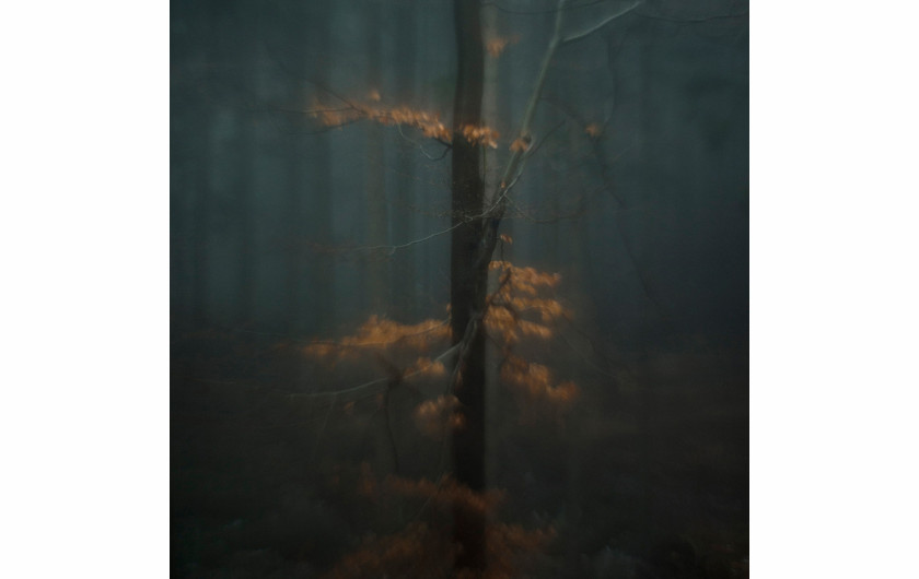 fot. Taida Tarabuła, Deep Into, 1. miejsce w podkategorii Trees profesjonalnej kategorii Nature.

Seria zdjęć natury mająca obrazować wewnętrzne przeżycia autorki.