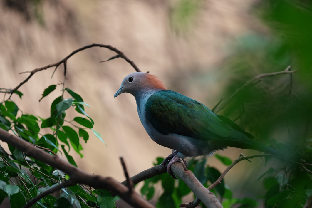 1/250 s, f/4.5, ISO 1600, 400 mm