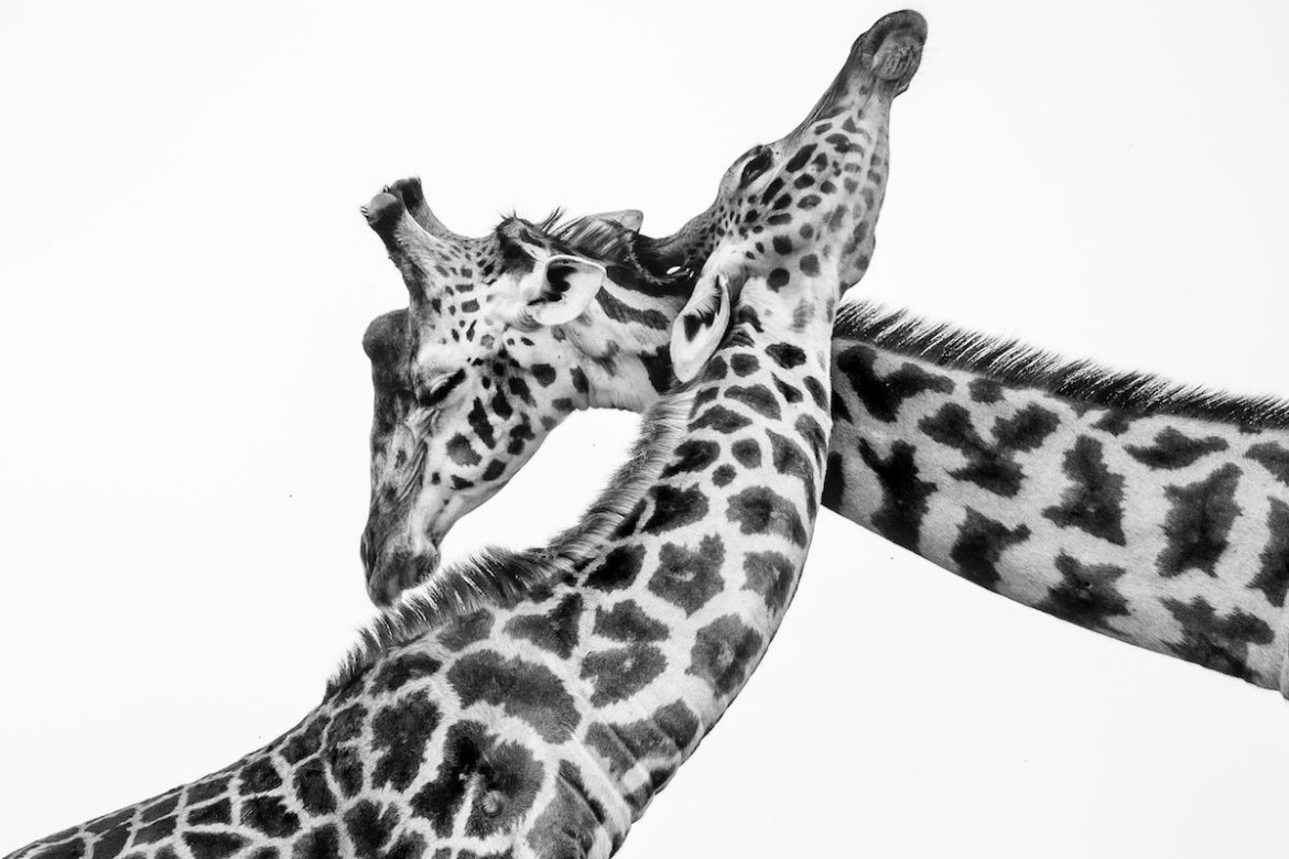 "Leaning Towers" autorstwa Abderazaka Tissoukai (ZEA). Finalista The Greatest Maasai Mara Photographer of the Year
<br><br>
"Z czasem zrozumiałem, że najlepsze zdjęcia dzikiej przyrody to te, które pokazują emocje, które często są wynikiem interakcji między dwoma lub więcej zwierzętami. Mój doświadczony przewodnik i ja wielokrotnie omawialiśmy ten temat, aby upewnić się, że jego wizja jest zgodna z moją. Szczęście było po naszej stronie, gdy skrzyżowaliśmy ścieżki z tymi dwoma młodymi żyrafami podczas ich sesji treningowej szyi. Zauważyliśmy, że robiły to w dość przyjazny sposób, aby nie zrobić sobie krzywdy, ponieważ moment siły generowany przez ruch ich długich szyj mógłby rzeczywiście być szkodliwy w prawdziwych sytuacjach walki. Kiedy któraś robiła to za mocno, niemal natychmiast następowała chwila troski i czułości, jakby to był ich własny sposób powiedzenia przepraszam".