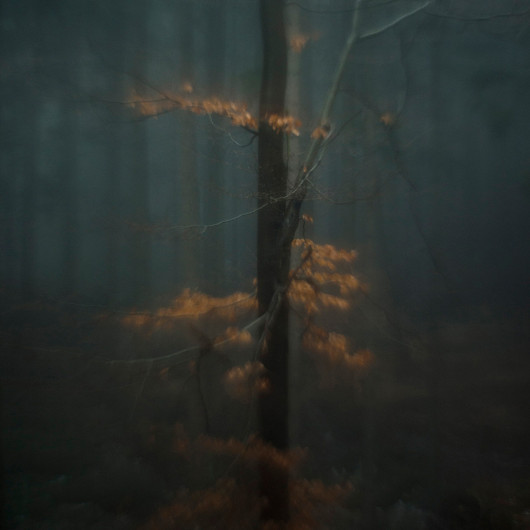 fot. Taida Tarabuła, Deep Into, 1. miejsce w podkategorii Trees profesjonalnej kategorii Nature.

Seria zdjęć natury mająca obrazować wewnętrzne przeżycia autorki.