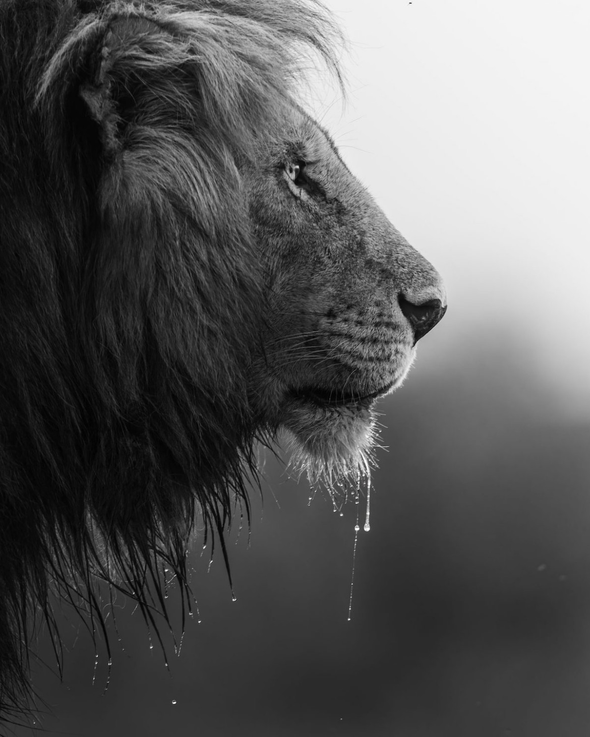 "Droplets", fot. Andrew Liu (USA). Finalista The Greatest Maasai Mara Photographer of the Year
<br><br>
"Znaleźliśmy Short-Taila wylegującego się tuż po wschodzie słońca. Po tym jak napił się z pobliskiej kałuży, mogliśmy sfotografować wodę spływającą z jego grzywy i brody".