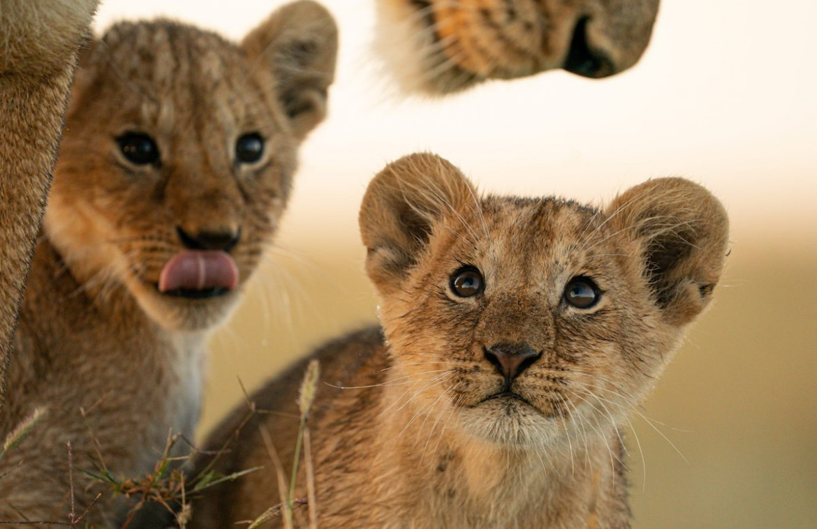 "The Probing Eyes", fot. Ashisha Ranjana (ZEA). Finalista The Greatest Maasai Mara Photographer of the Year
<br><br>
"To było piękne poranne safari w Maasai Mara. Nasz przewodnik zdecydował się zabrać nas do Topi Pride, ponieważ widziano tam lwy wędrujące po swoim terytorium w poszukiwaniu jedzenia. Zauważyliśmy młode u podnóża wzgórz. Czekaliśmy ponad 45 minut, zanim mogliśmy zobaczyć stado lwic zbliżających się do swoich młodych. Ustawiliśmy nasz pojazd blisko mrowiska, mając nadzieję, że lwice wejdą na nie, a młode podążą za nimi. Okazało się, że mieliśmy rację i kiedy jedna z lwic podeszła do swoich młodych, mieliśmy swój moment, w którym zrobiliśmy kilka zdjęć z bliska w ciepłym porannym słońcu".