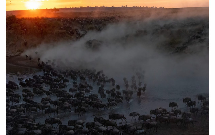 Sunrise Crossing, fot.  Charlie Wemyss-Dunn (USA). Finalista The Greatest Maasai Mara Photographer of the Year




Nasz przewodnik zachęcał do szybkiego opuszczenia obozu wczesnym rankiem, ponieważ wcześniej widzieliśmy ogromne stado chętne do wieczornej przeprawy. Zanim dotarliśmy do rzeki, zadzwonił telefon z innego pojazdu, że ogromne stado właśnie zaczęło się przeprawiać na przejściu Miti Moja. Gdy dotarliśmy na miejsce, przywitała nas scena, której nigdy nie zapomnę. Ogromne stado gnu pędziło w dół brzegu, a czerwona poświata doskonałego wschodu słońca przeszywała niebo. Byliśmy jednym z zaledwie trzech pojazdów po obu stronach, które mogły podziwiać tę epicką scen.