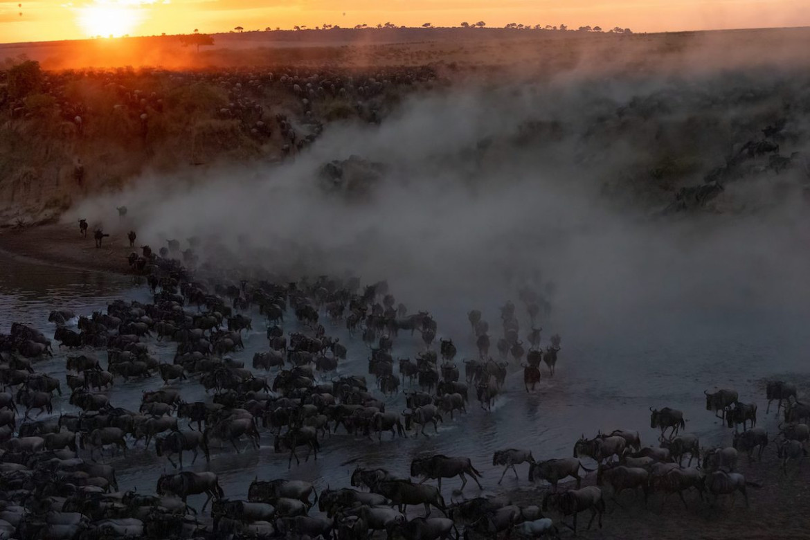 "Sunrise Crossing", fot. Charlie Wemyss-Dunn (USA). Finalista The Greatest Maasai Mara Photographer of the Year
<br><br>
"Nasz przewodnik zachęcał do szybkiego opuszczenia obozu wczesnym rankiem, ponieważ wcześniej widzieliśmy ogromne stado chętne do wieczornej przeprawy. Zanim dotarliśmy do rzeki, zadzwonił telefon z innego pojazdu, że ogromne stado właśnie zaczęło się przeprawiać na przejściu Miti Moja. Gdy dotarliśmy na miejsce, przywitała nas scena, której nigdy nie zapomnę. Ogromne stado gnu pędziło w dół brzegu, a czerwona poświata doskonałego wschodu słońca przeszywała niebo. Byliśmy jednym z zaledwie trzech pojazdów po obu stronach, które mogły podziwiać tę epicką scen".