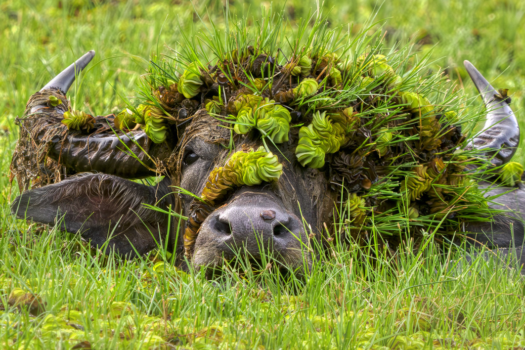 Fot. Andy Rouse, "Doris with her hat", zdjęcie finałowe / Nikon Comedy Wildlife Photograpy Awards 2026