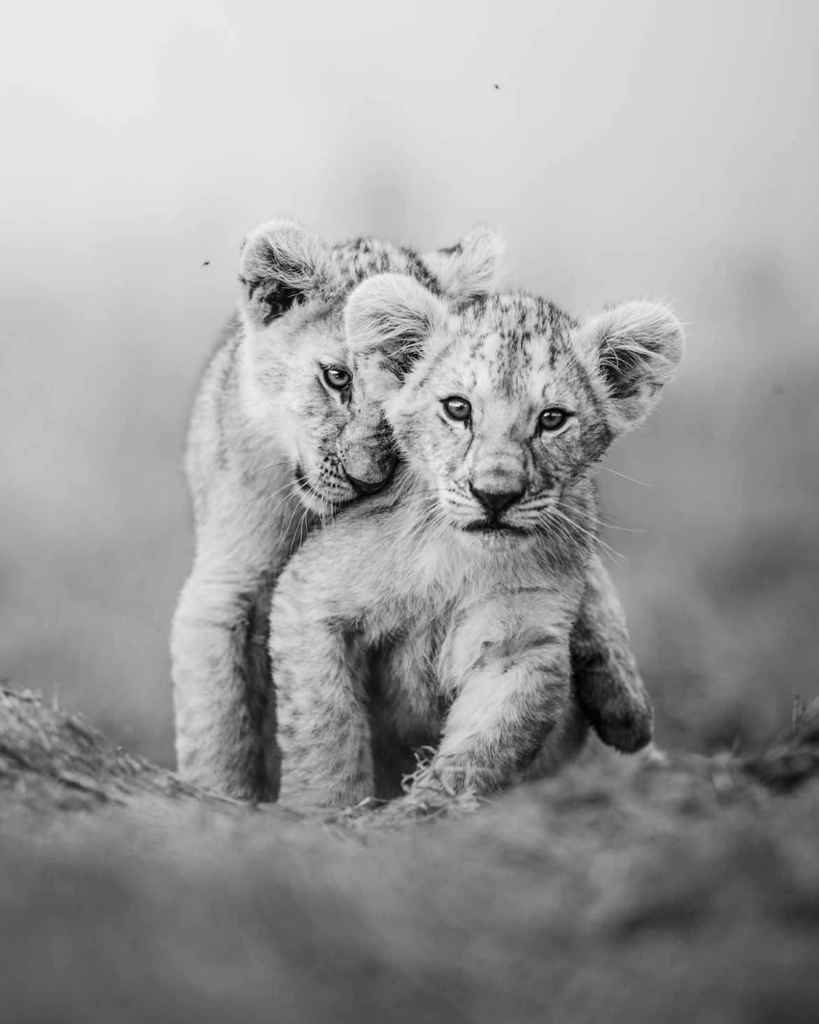 "Inseparable", fot. Andrew Liu (USA). Finalista The Greatest Maasai Mara Photographer of the Year
<br><br>
"Po godzinie spędzonej na obserwowaniu młodych, w końcu zauważyły naszą ciężarówkę i postanowiły przyjść pozwiedzać. Uchwyciłem ten obraz, gdy torowały sobie drogę w naszym kierunku wzdłuż ścieżki".