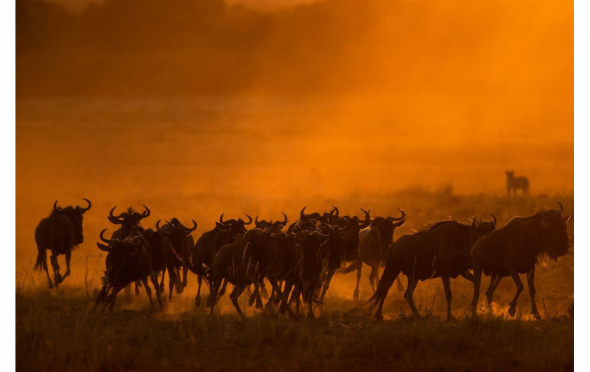 Danger out of Dawn, fot. Silka Hullmann (Niemcy). Finalistka  The Greatest Maasai Mara Photographer of the Year

 


Niemal natychmiast po opuszczeniu obozu natknęliśmy się na grupę trzech lwic przechadzających się po pokrytej jeszcze rosą trawie w poszukiwaniu zdobyczy. Mając nadzieję, że koty będą jeszcze nieco aktywne we wczesnych godzinach porannych i że uda nam się zrobić zdjęcia w dobrym świetle, podążyliśmy za nimi wzdłuż rzeki Mara. Nagle, zaskoczona zagrożeniem od strony krwisto-pomarańczowego świtu, grupa gnu pobiegła prosto na nas i zniknęła w nicości. Zostaliśmy nagrodzeni: poranne słońce i pył sawanny nadały tej krótkiej chwili piękną grę kolorów i niemal mistyczny nastrój.