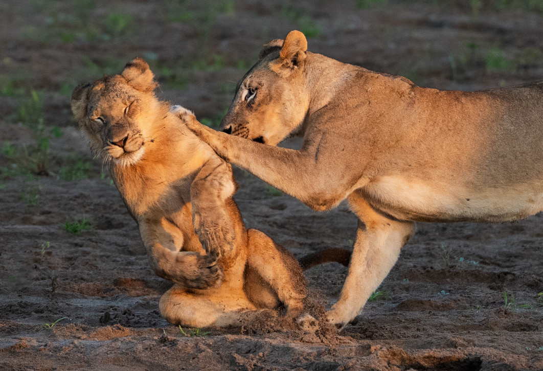 Fot. Barbata Seiberl Stark, "Push Over", zdjęcie finałowe / Nikon Comedy Wildlife Photograpy Awards 2026