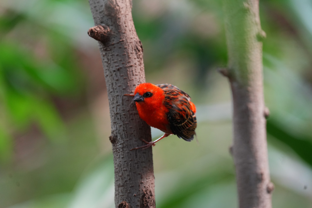 1/160 s, f/4.5, ISO 3200, 400 mm