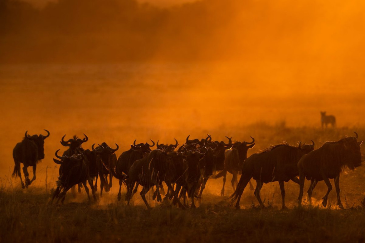 "Danger out of Dawn", fot. Silka Hullmann (Niemcy). Finalistka The Greatest Maasai Mara Photographer of the Year
<br><br>
"Niemal natychmiast po opuszczeniu obozu natknęliśmy się na grupę trzech lwic przechadzających się po pokrytej jeszcze rosą trawie w poszukiwaniu zdobyczy. Mając nadzieję, że koty będą jeszcze nieco aktywne we wczesnych godzinach porannych i że uda nam się zrobić zdjęcia w dobrym świetle, podążyliśmy za nimi wzdłuż rzeki Mara. Nagle, zaskoczona zagrożeniem od strony krwisto-pomarańczowego świtu, grupa gnu pobiegła prosto na nas i zniknęła w nicości. Zostaliśmy nagrodzeni: poranne słońce i pył sawanny nadały tej krótkiej chwili piękną grę kolorów i niemal mistyczny nastrój".