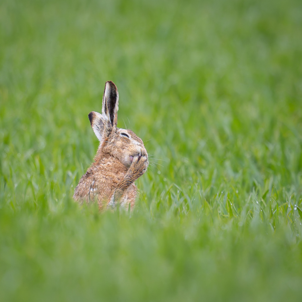 Fot. Carolyn Moore, "Oops, I think I just parped", zdjęcie finałowe / Nikon Comedy Wildlife Photograpy Awards 2026