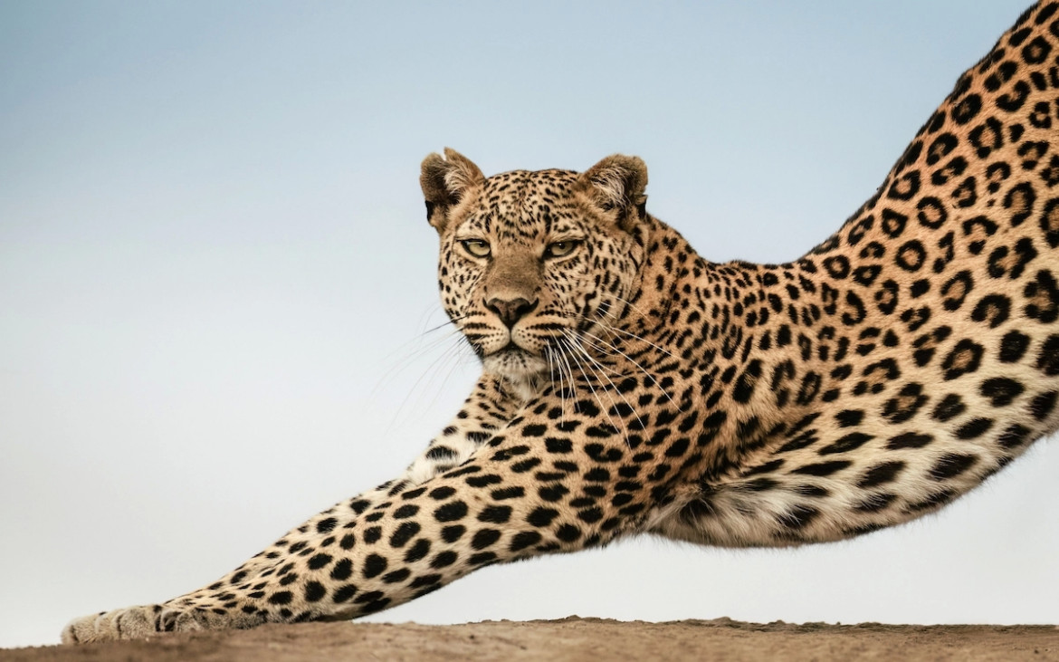 "Stretch", fot. Kunala D Shah (Kenia). Finalista The Greatest Maasai Mara Photographer of the Year
<br><br>
"Obserwowanie Nalangu zabijającej impalę tego popołudnia było niesamowite. Jednak ze względu na jej rozmiar nie była w stanie zanieść jej młodemu. Wróciła więc do kryjówki i przyprowadziła go ze sobą. W pewnym momencie zdałem sobie sprawę, że mogę uzyskać niesamowite ujęcie, gdy będzie wracać. Szybko popędziliśmy na dno koryta rzeki i czekaliśmy. Ona nie tylko przeszła obok, ale rozciągnęła się i spojrzała w naszą stronę".