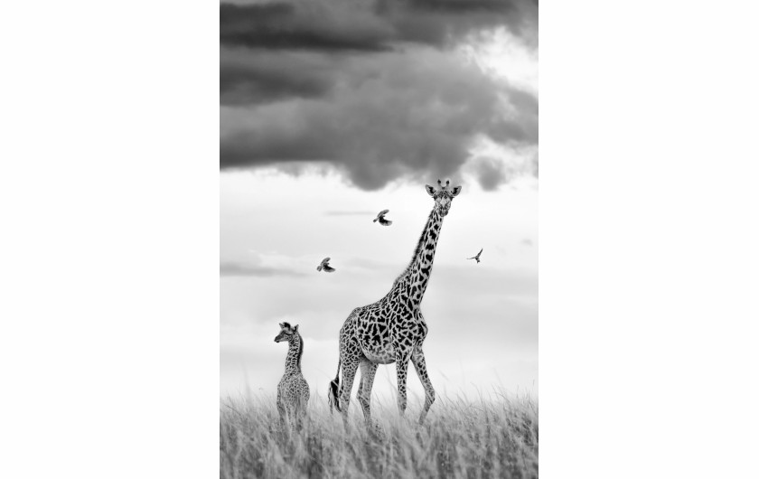 Hallelujah, fot. Preeti i Prashanta Chacko (Kenia). Zwycięzcy The Greatest Maasai Mara Photographer of the Year



Spędziliśmy sporo czasu z małą grupą żyraf, co było zrozumiałe ze względu na wybryki młodego osobnika, który chętnie badał otoczenie w rozsądnej odległości od swojej matki. Nasz przewodnik Jackson doradził nam, by być przygotowanym, gdy cielę wróci do matki, gdyż zwykle kończy się to czymś niezapomnianym do sfotografowania. Tto, co się wydarzyło, przerosło nasze oczekiwania, a bąkojady wydawały się nam niczym anioły śpiewające Alleluja!