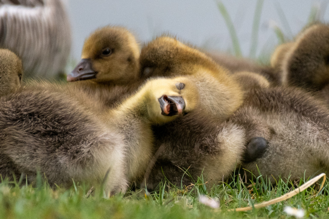Fot. Celine Nic Oireachtaigh, "Zonkling", zdjęcie finałowe / Nikon Comedy Wildlife Photograpy Awards 2026