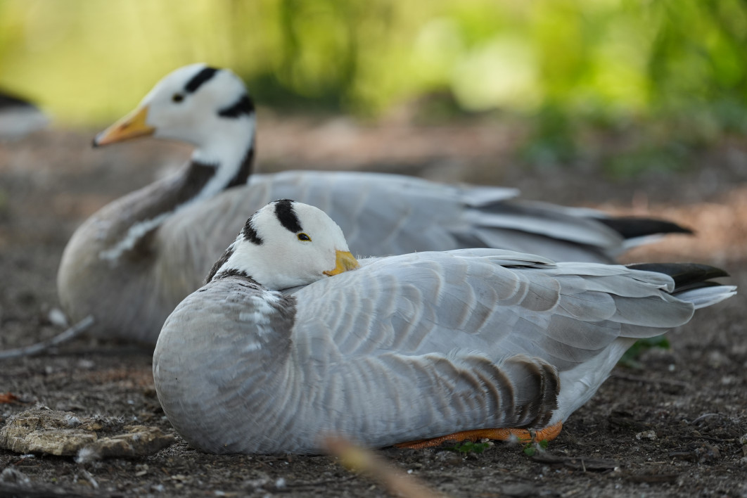 1/3200 s, f/4.5, ISO 800, 400 mm
