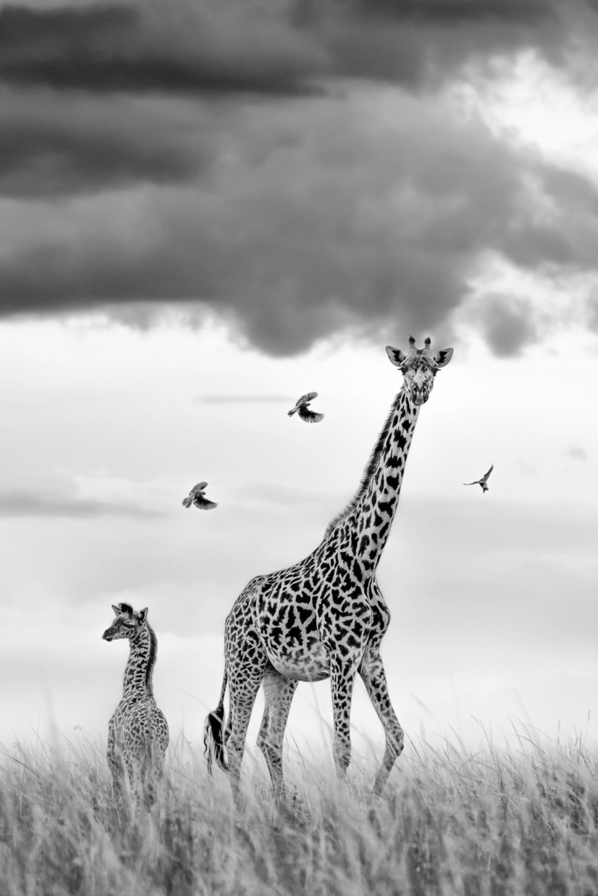 "Hallelujah", fot. Preeti i Prashanta Chacko (Kenia). Zwycięzcy The Greatest Maasai Mara Photographer of the Year
<br><br>
Spędziliśmy sporo czasu z małą grupą żyraf, co było zrozumiałe ze względu na wybryki młodego osobnika, który chętnie badał otoczenie w rozsądnej odległości od swojej matki. Nasz przewodnik Jackson doradził nam, by być przygotowanym, gdy cielę wróci do matki, gdyż zwykle kończy się to czymś niezapomnianym do sfotografowania. Tto, co się wydarzyło, przerosło nasze oczekiwania, a bąkojady wydawały się nam niczym anioły śpiewające Alleluja!