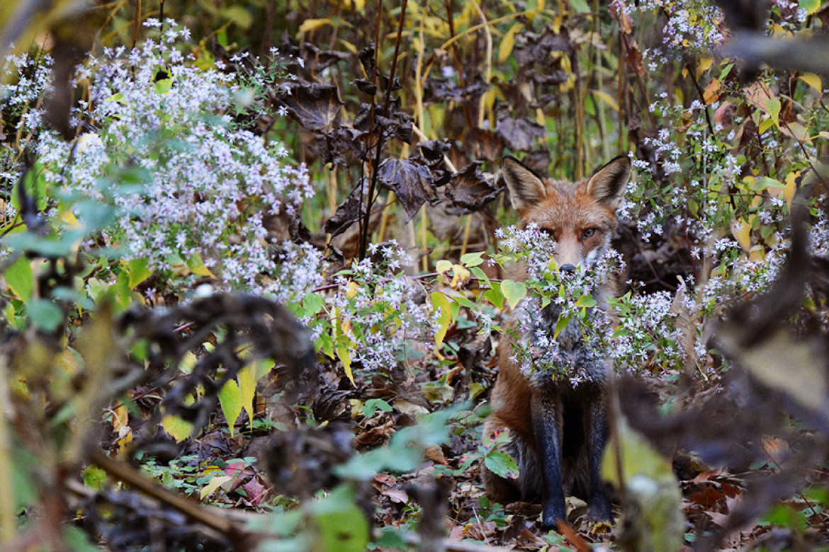 fot. Joanna Wojtal Kalinowska, z cyklu "Secret Life in an Urban Park", 3. miejsce w podkategorii Wildlife amatorskiej kategorii Nature.
Seria ukazująca niewidocznych na co dzień mieszkańców jednego z berlińśkich parków miejskich.