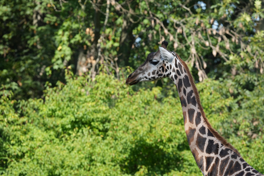 1/640 s, f/8, ISO 800, 400 mm