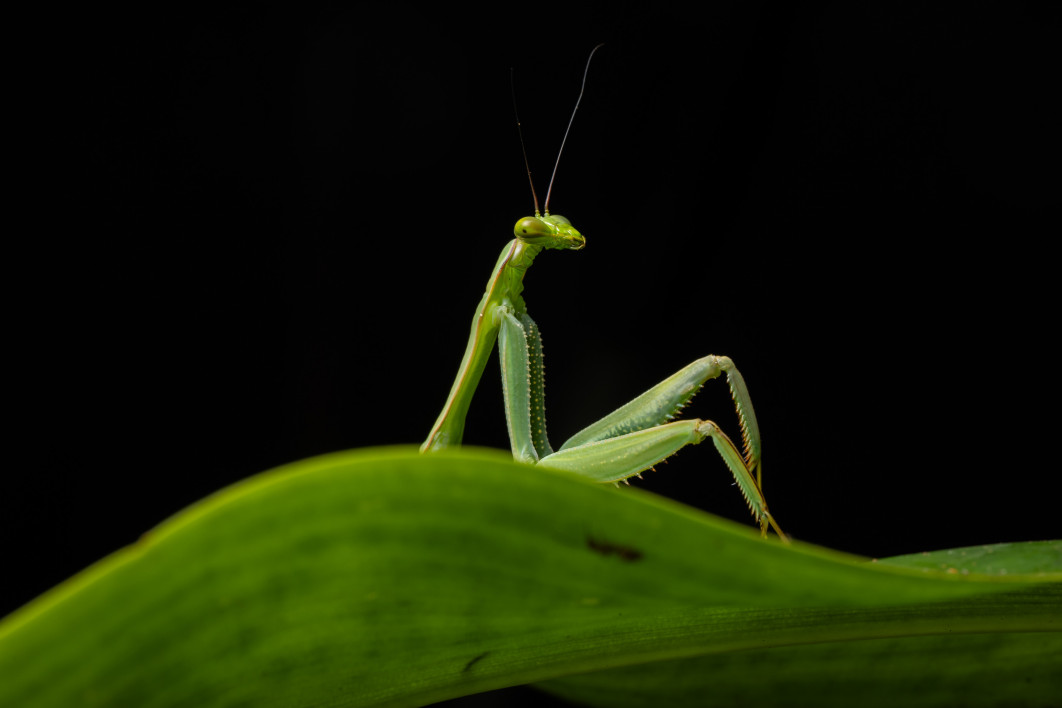 Fot. Diego Perez, "Sexymantis", zdjęcie finałowe / Nikon Comedy Wildlife Photograpy Awards 2026