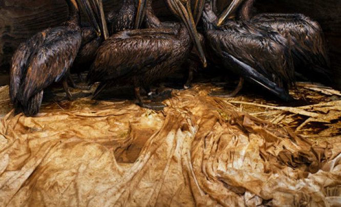  Zwycięzcy Wildlife Photographer of the Year 2011