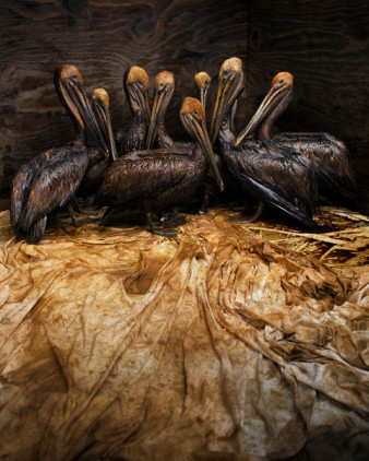 Zwycięzcy Wildlife Photographer of the Year 2011