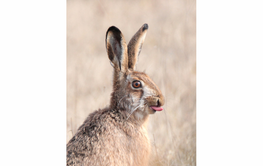 fot. Cristo Pihlamae (Estonia), nagroda w kat. Natural World & Wildlife / Sony World Photography Awards 2021