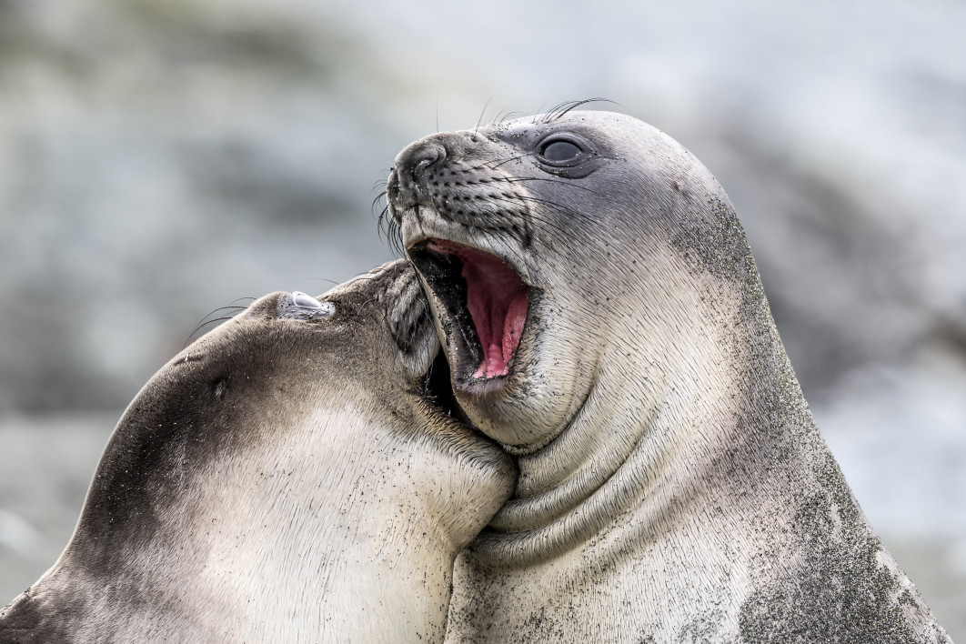 Fot. Coug Gimesy, "Careful, You'll leave a love bite", zdjęcie finałowe / Nikon Comedy Wildlife Photograpy Awards 2026