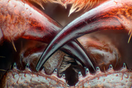 Trujące kły stonogi Lithobius erythrocephalus, fot. Walter Piorkowski