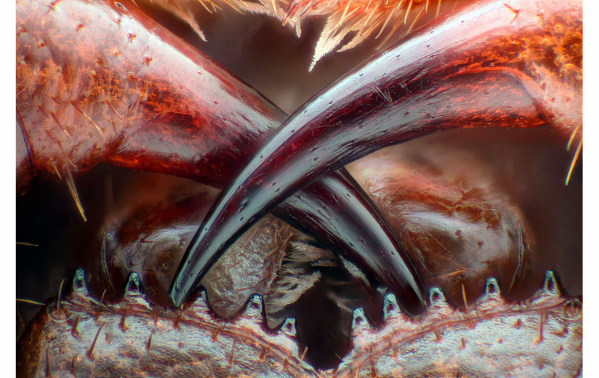 Trujące kły stonogi Lithobius erythrocephalus, fot. Walter Piorkowski