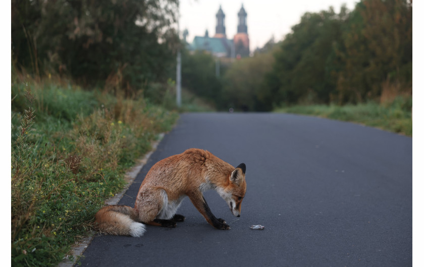 Fot. Adam Jastrzębowski, dla Głosu Wielkopolskiego, 1. miejsce w kat. Single - Climate Responsibility / Grand Press Photo 2024Lis niezrażony obecnością fotografa przygotowuje się do spałaszowania myszy na ścieżce rowerowej przy Wartostradzie. Dzikie zwierzęta coraz częściej wchodzą do centrów miast.

