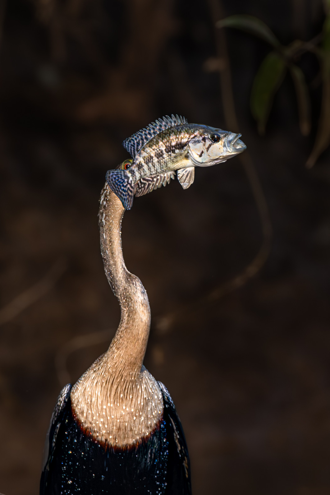 fot. Eigil B Jensen, "Fishhead Bird", zdjęcie finałowe / Nikon Comedy Wildlife Photograpy Awards 2026