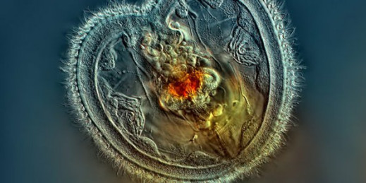 Zakończenie konkursu Nikon’s Small World 2014