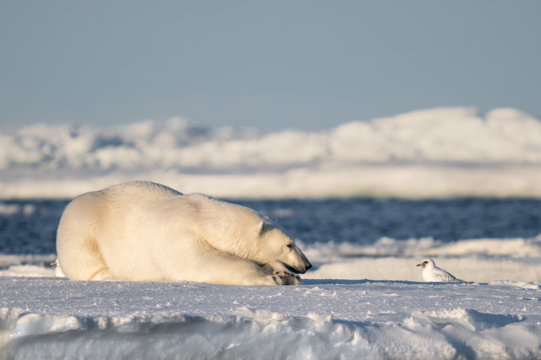 Fot. Eric Boren, "If I were just a little faster", zdjęcie finałowe / Nikon Comedy Wildlife Photograpy Awards 2026