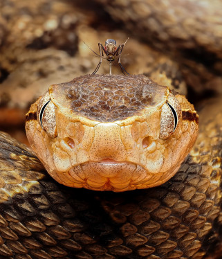 Wildlife Photographer of the Year 2026 pokazuje pierwsze zdjęcia z rekordowej edycji konkursu