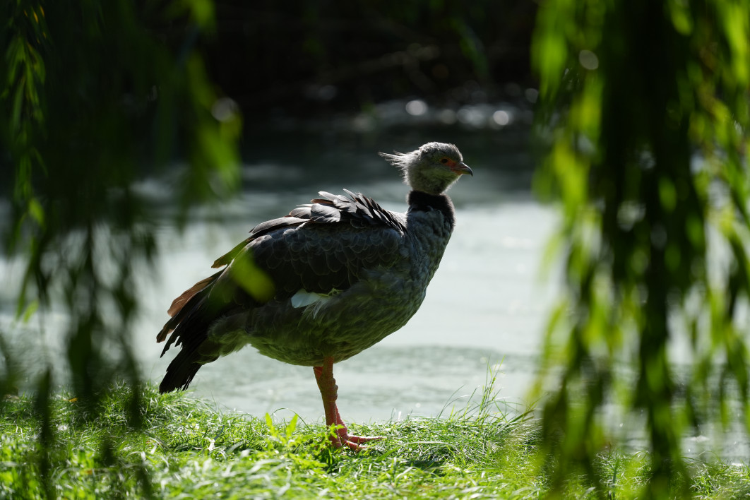 1/32 s, f/4.5, ISO 640, 400 mm