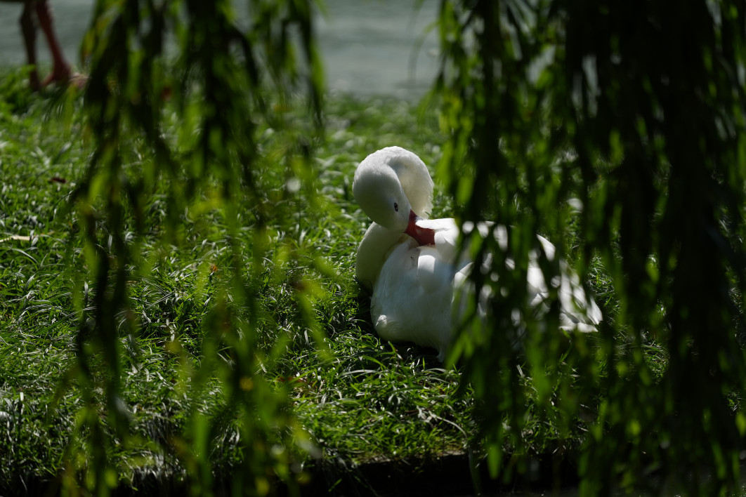 1/2000 s, f/4.5, ISO 640, 400 mm
