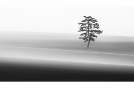 AYA IWASAKI - IPPON-ONE PINE TREE - I miejsce w kategorii Landscapes (zdjęcie z serii)