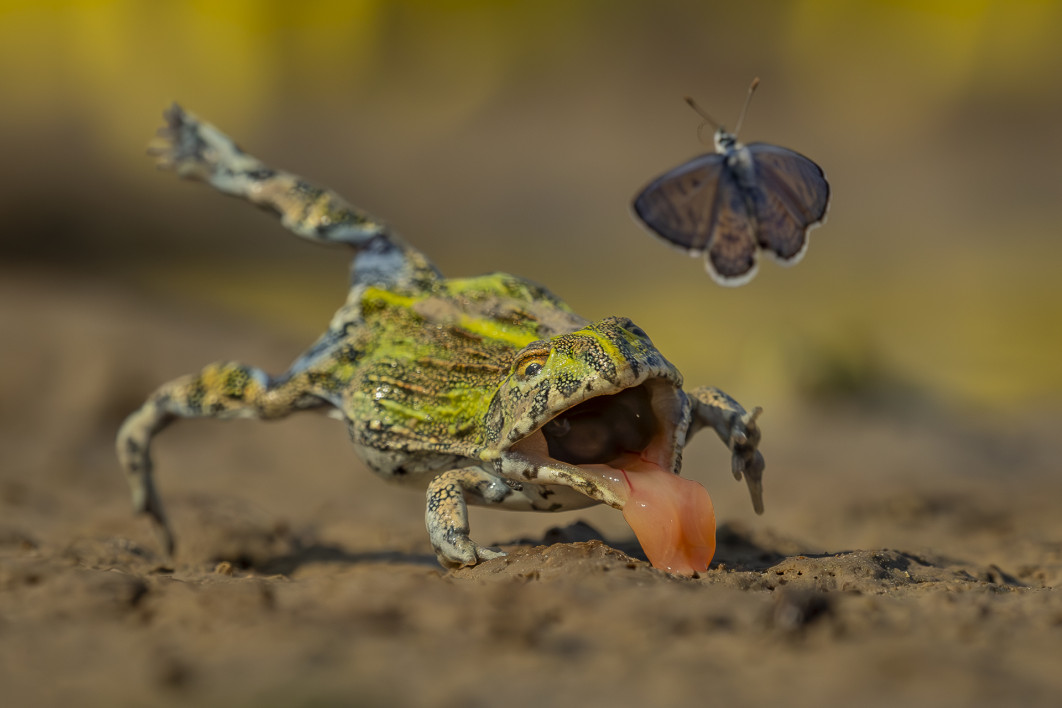 <strong>Fot. Jens Cullmann / Wildlife Photographer of the Year 2026</strong><br /><br />


Jens Cullmann sfotografował z poziomu oczu afrykańską żabę byk, która rzuca się na motyla, ale w ostatniej chwili nie trafia w zdobycz.Podczas wcześniejszej wizyty, po intensywnych deszczach, fotograf zauważył w tym miejscu kijanki. Wrócił miesiąc później i zastał stawy oraz kałuże pełne młodych żab. Przez ponad dwa tygodnie obserwował, jak młode osobniki „zjadają wszystko, co się rusza”. Dorosłe żaby osiągają do 12 cm długości, przybierają matowozielone ubarwienie i około 10 miesięcy w roku spędzają w stanie uśpienia pod ziemią. Na powierzchnię wychodzą dopiero po deszczach, aby przystąpić do rozrodu i intensywnie żerować.