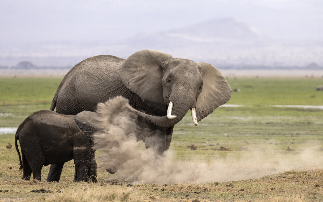 Fot. Heather Cudworth, "Lessons", zdjęcie finałowe / Nikon Comedy Wildlife Photograpy Awards 2026 