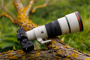 Sony FE 600 mm f/6.3 GM OSS - test praktyczny i zdjęcia przykładowe [+RAW do pobrania]