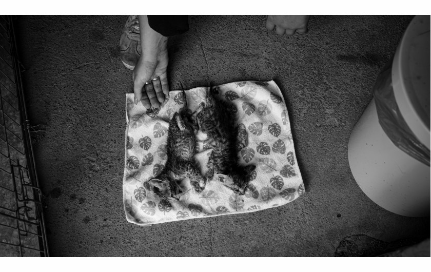 Fot. Mikołaj Szymkowiak,  Technikum TEB Edukacja kierunek Fotografia i Multimedia, 1. miejsce w kat. Young Poland - Stories / Grand Press Photo 2024 Trzy lata temu schronisko dla zwierząt w Gnieźnie zmieniło kierownictwo. Wydawało się, że wszystko będzie lepsze. Zniknie koci katar, parwowiroza czy też ludzka zawiść. Z tymi przeciwnościami zmagać się muszą pracownicy gnieźnieńskiego schroniska. Reportaż pokazuje problem praw zwierząt oraz ich bezdomności, bez cenzury.