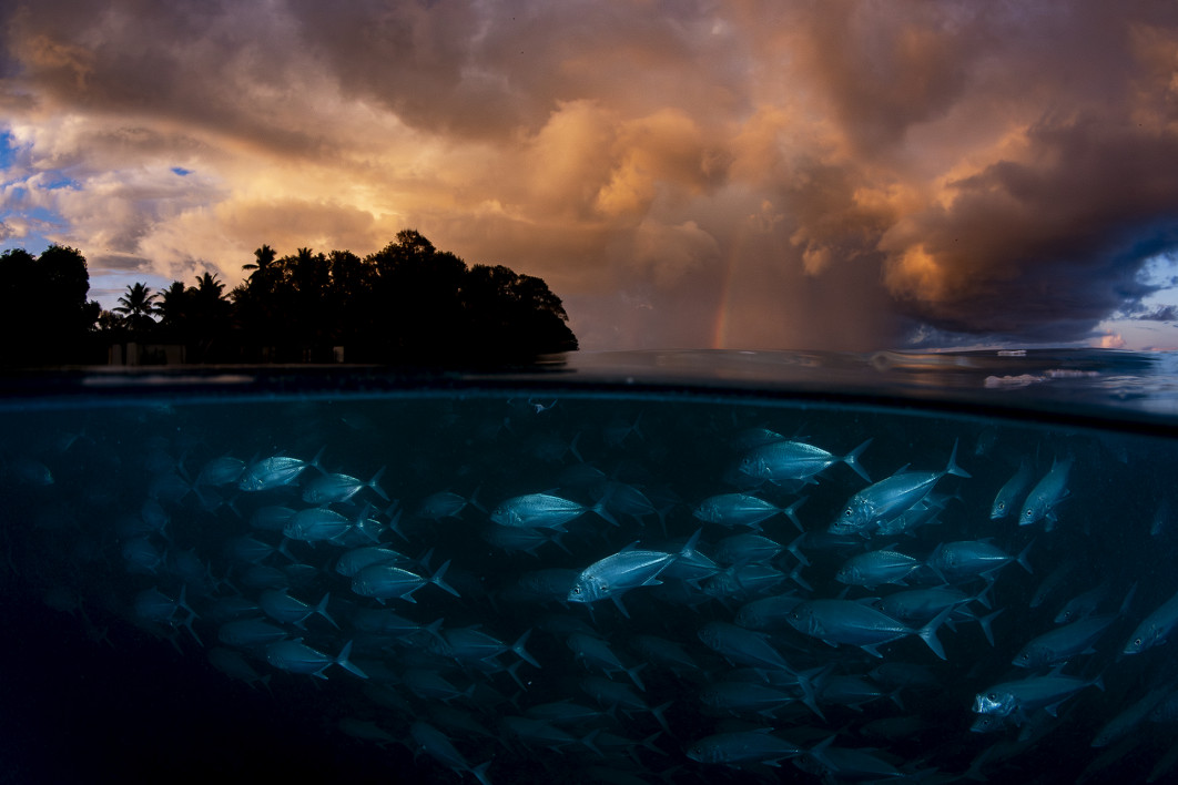 <strong>Fot. Shane Gross / Wildlife Photographer of the Year 2026</strong><br /><br />

Shane Gross powoli zbliżył się do stada karanksów wielkookich, gdy pojawiało się poranne światło, a nad wyspę nadciągała burza. Fotograf zauważył, że ryby każdego ranka o wschodzie słońca pływają w pobliżu brzegu. Chcąc wykonać zdjęcie częściowo podwodne, odwrócił aparat do góry nogami, aby lepiej rozłożyć jego wyporność, i stopniowo zbliżał się do zaciekawionego stada.
Karanksy są poławiane w wielu częściach świata, jednak w tym miejscu mogą czuć się stosunkowo bezpiecznie. W 2023 roku wody otaczające wyspę D’Arros objęto ochroną i ustanowiono tam strefy wolne od połowów. Działania te są częścią globalnej inicjatywy zakładającej ochronę 30 proc. powierzchni lądów i oceanów do 2030 roku.